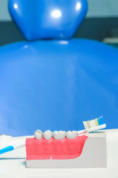 Dental model with a toothbrush when brushing teeth — Stock Photo, Image