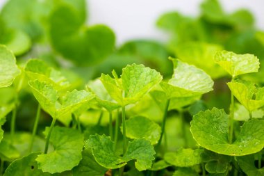 GotU kola, Asya pennywort, Hint pennywort, yeşil yaprak backg