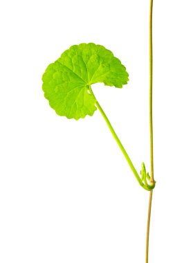 gotU kola beyaz zemin üzerine bırakır.