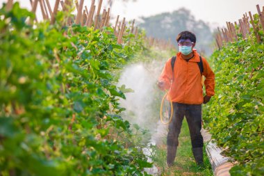 kavun bahçesinde pestisit püskürtme