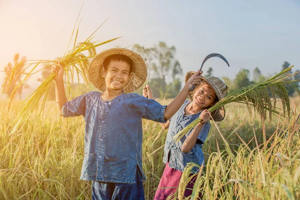 Los niños asiáticos agricultor en el campo de arroz amarillo por la mañana — Foto de Stock