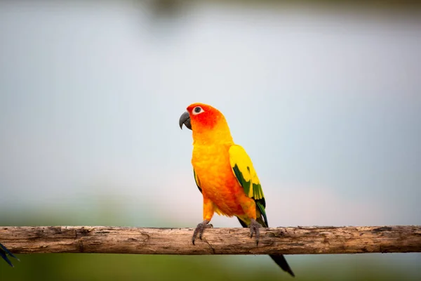 多彩的黄色鹦鹉，太阳锥 (Aratinga solstitialis)、 斯坦 — 图库照片
