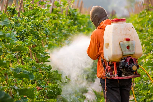 Rozprašování pesticidů v zahradě — Stock fotografie