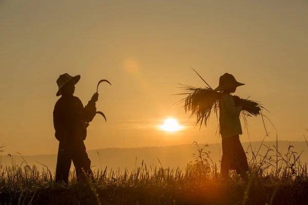Silueta de los niños Cosecha de granos en los campos con salida del sol — Foto de Stock