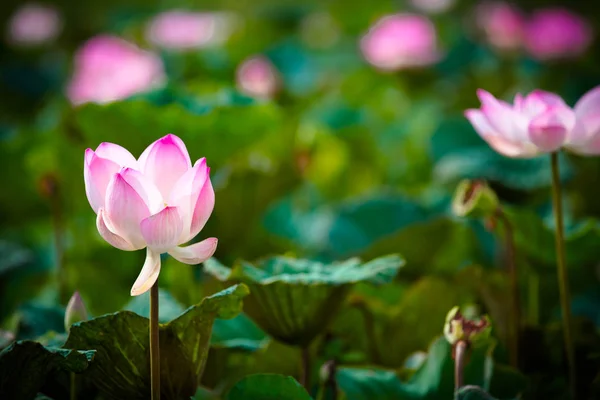 pink lotus,pink lotus and leaves,group of pink lotus
