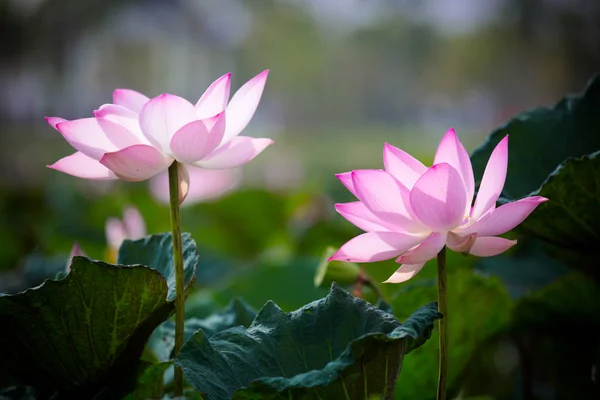 pink lotus,pink lotus and leaves,group of pink lotus