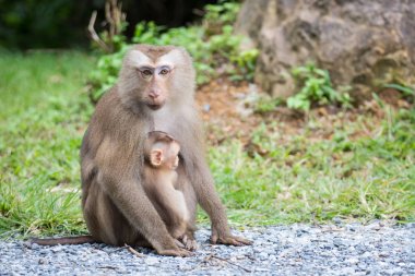 doğa arka plan ile anne ve bebek maymun 