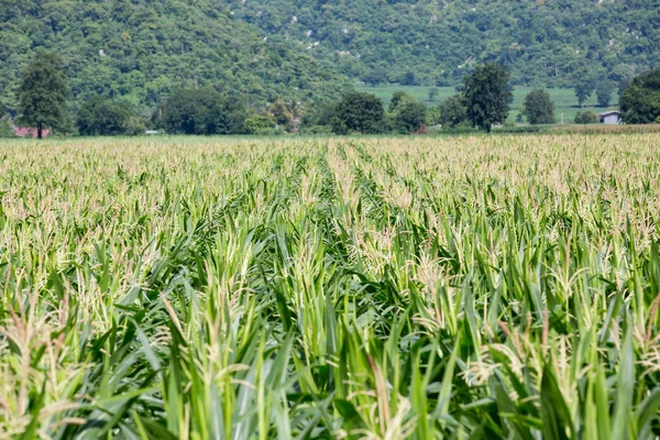 Campo di mais sulla montagna in campagna, Thailandia — Foto Stock