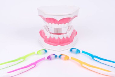 renkli diş fırçası ile diş modeli nesne