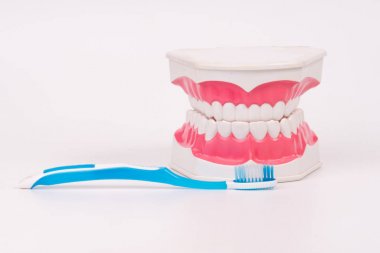 renkli diş fırçası ile diş modeli nesne