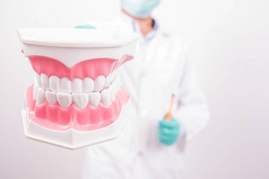 diş hekimi tutan diş modeli veya diş modeli ve diş fırçası