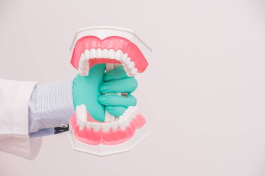 beyaz arka plan üzerinde diş modeli veya diş modeli tutan diş hekimi