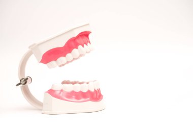 beyaz arka plan diş modeli, diş bakımı kavramı