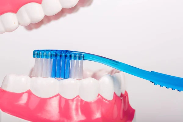 Toothbrush and dental model on white background — Stock Photo, Image