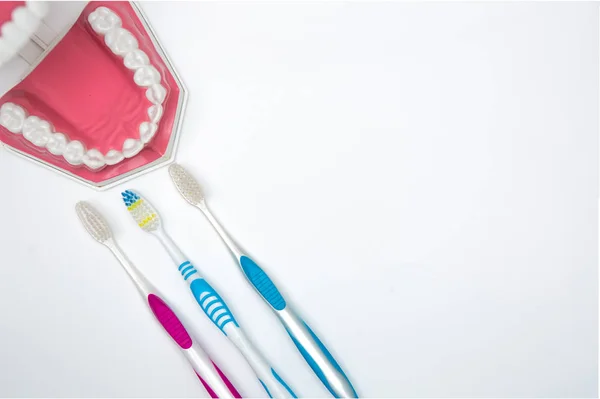 Dental model and toothbrush on white background — Stock Photo, Image