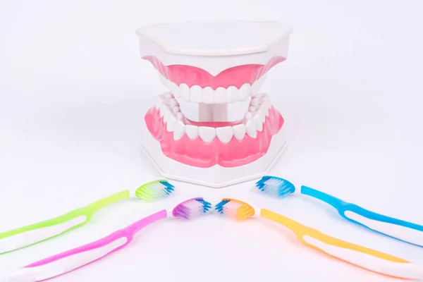 Dental model object with colorful toothbrush — Stock Photo, Image