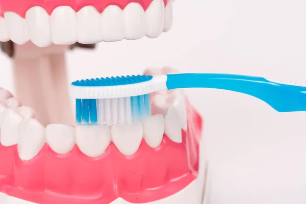 Dentalmodellobjekt mit bunter Zahnbürste — Stockfoto