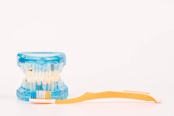 Dental model object with colorful toothbrush — Stock Photo, Image