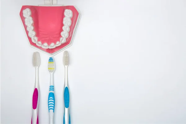 Dental model and toothbrush on white background — Stock Photo, Image