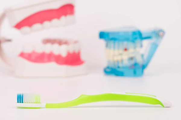 Tooth model or dental model with colorful toothbrush — Stock Photo, Image