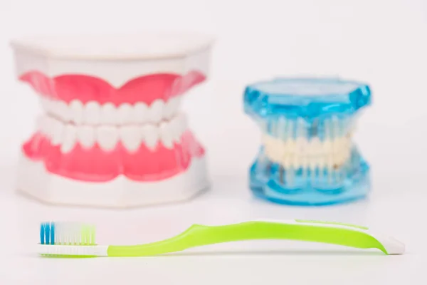 Tooth model or dental model with colorful toothbrush — Stock Photo, Image