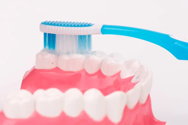 Tooth model or dental model with toothbrush — Stock Photo, Image