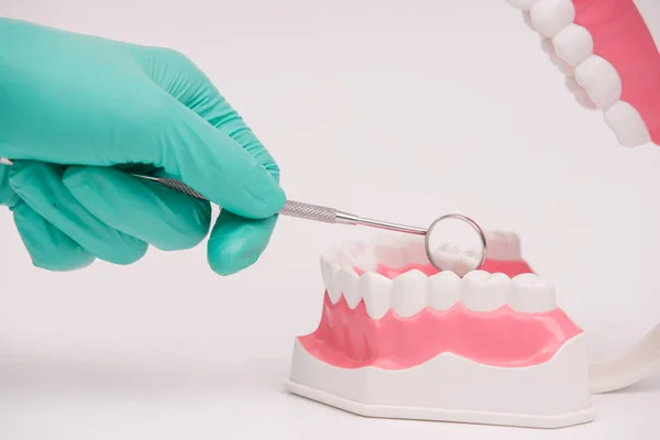 Стоматолог использует зеркальный осмотр стоматологической модели или модели зубов — стоковое фото