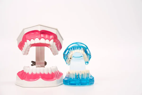 Modelo dental em fundo branco, conceito de cuidados dentários — Fotografia de Stock