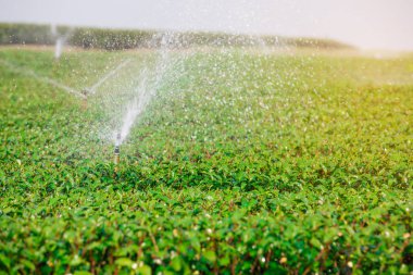 Yeşil çay bahçesi, tepe yetiştiriciliği