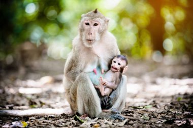 Bir bebek maymun ile Anne maymun