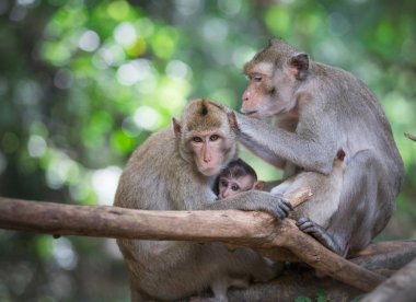 milli parkta aile maymunu