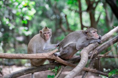 milli parkta aile maymunu