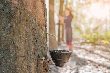 asyalı kadınlar geri kauçuk ağacı dokunarak ile fincan kauçuk yakın