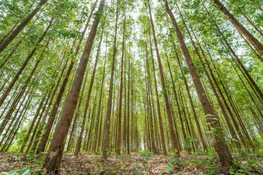 Kağıt endüstrisi için okaliptüs ormanı