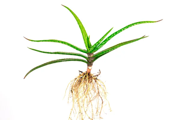 Aloe Vera Pflanze isoliert auf weiß. — Stockfoto