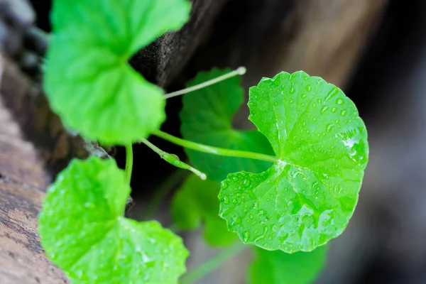 Gotu kola laisser sur fond de bois — Photo