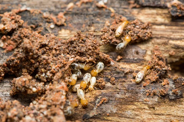 Cerca de termitas o hormigas blancas — Foto de Stock