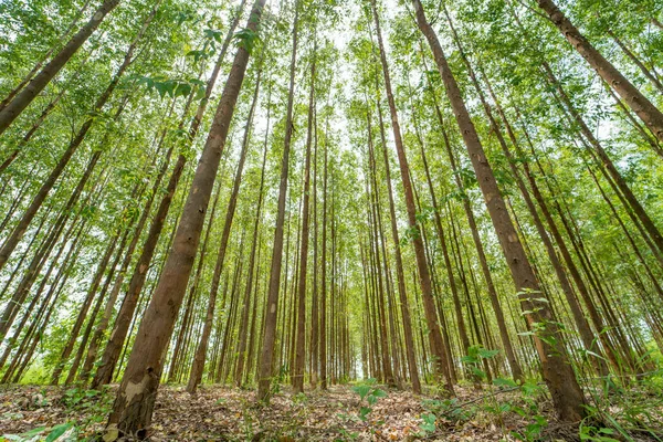 Kağıt endüstrisi için okaliptüs ormanı