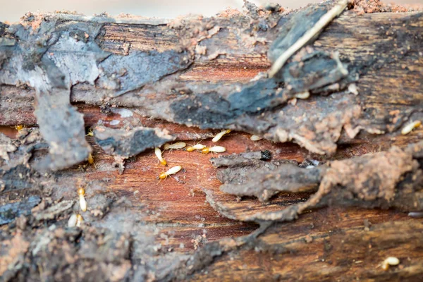 Close up of termites or white ants — Stock Photo, Image