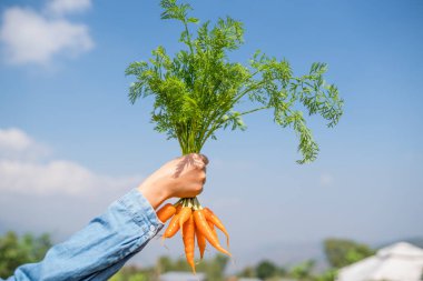 el holding grup havuç 