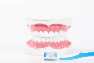 Beyaz arka planda diş fırçası ile diş modeli