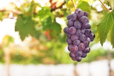 Bahçede asma üzüm demeti