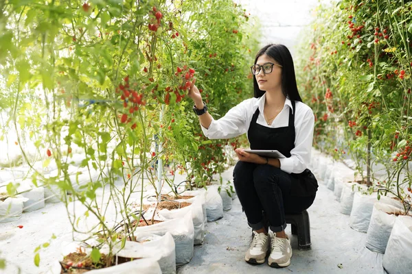 Asain giardiniere indagare pomodoro di qualità in giardino — Foto Stock