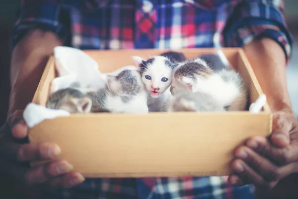 man holding kitten in wooden box