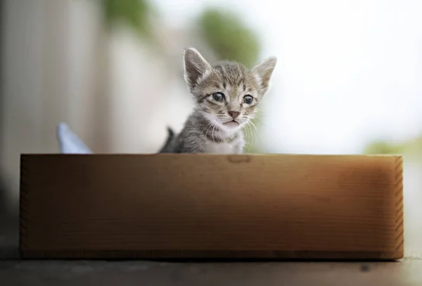 Ahşap Kutuda Sevimli Tekir Kedi Yavruları — Stok fotoğraf