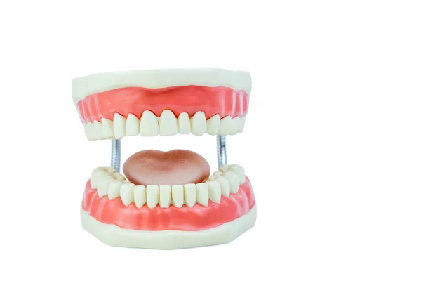 Modelo odontológico objeto no fundo branco — Fotografia de Stock