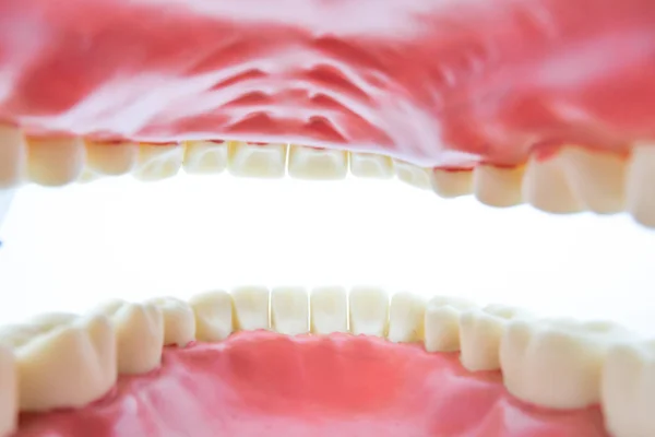 dental model object on white background