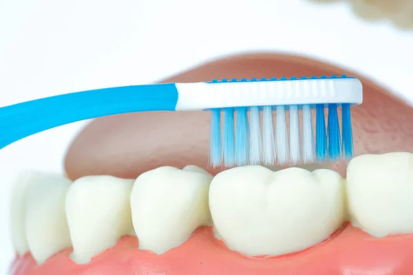 Objeto modelo dental com escova de dentes no fundo branco — Fotografia de Stock