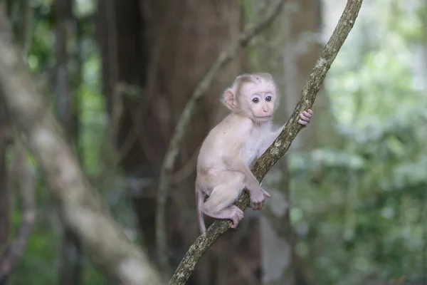 Macaco bonito do bebê que pendura na árvore cartazes para a parede •  posters risadinha, macaco, oscilante