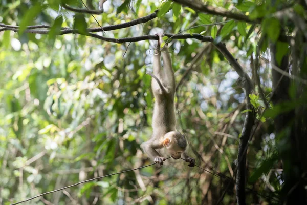 Affenbaby hängt an Baum im Regenwald — Stockfoto